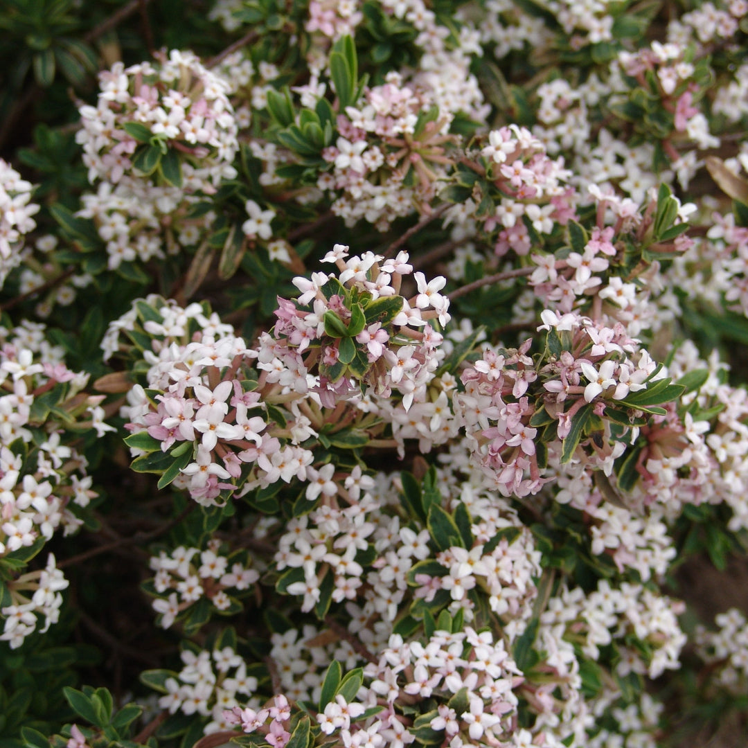 Daphne x burkwoodii 'Carol Mackie' ~ Carol Mackie Daphne