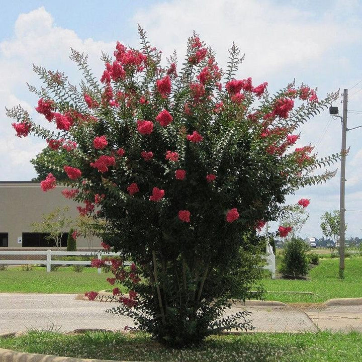 Lagerstroemia indica ~ Crape Myrtle