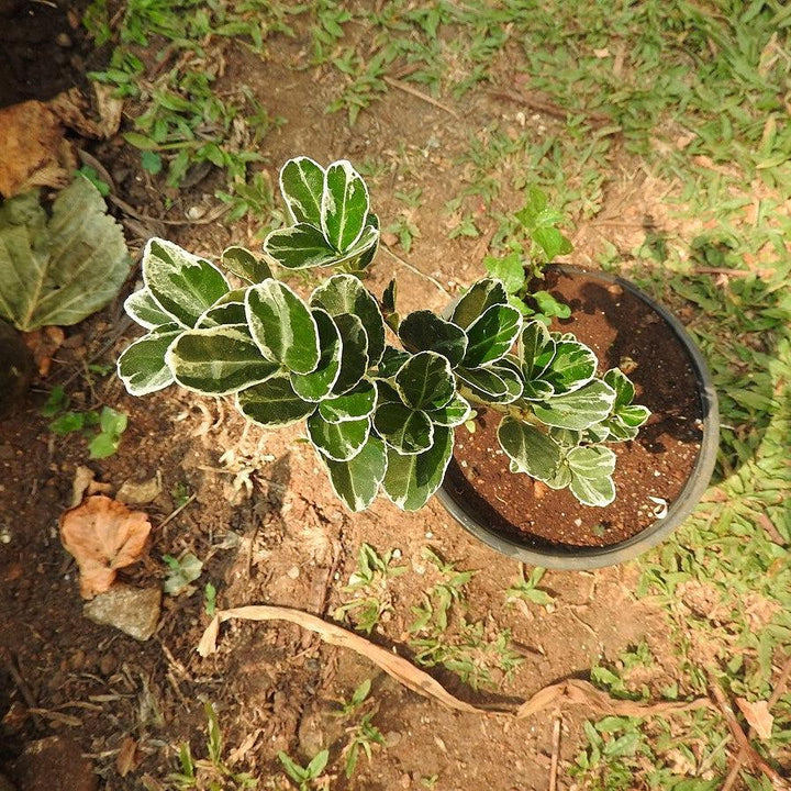 Buxus sempervirens 'Variegata' ~ Variegated Boxwood