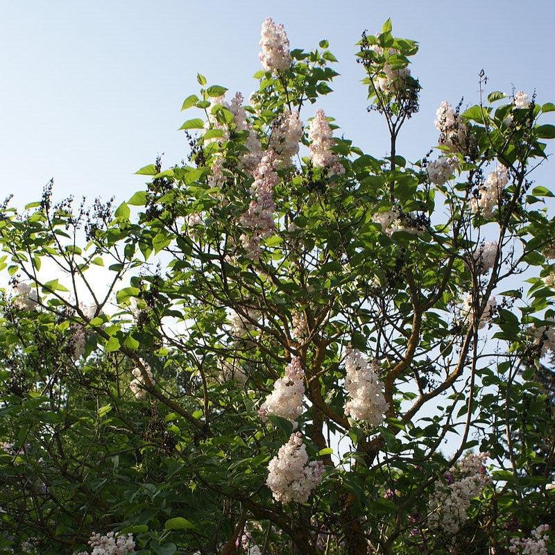 Syringa vulgaris 'Krasavitsa Moskvy' ~ Beauty Of Moscow Lilac