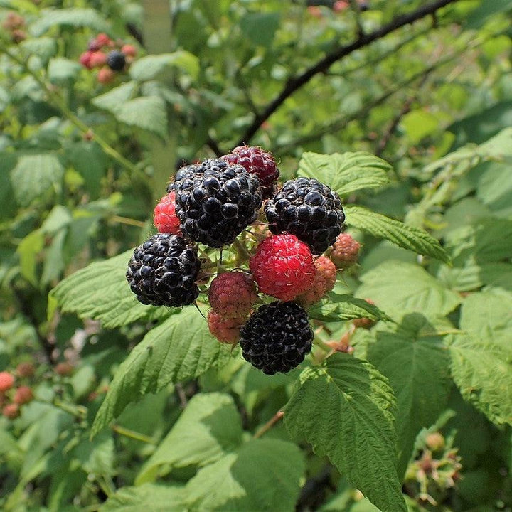 Rubus occidentalis ~ Black Raspberry