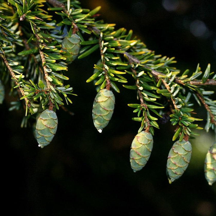 Tsuga canadensis ~ Canadian Hemlock