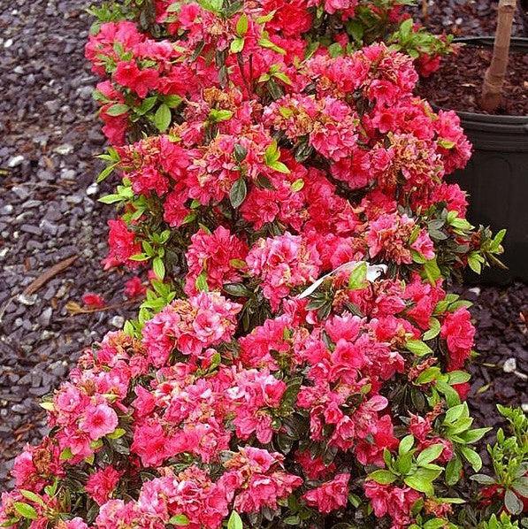 Rhododendron kurume 'Hershey's Red' ~ Hershey's Red Azalea