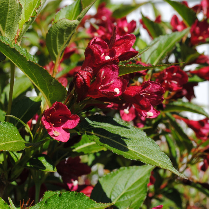 Weigela x 'Slingco 2' ~ Maroon Swoon® Weigela