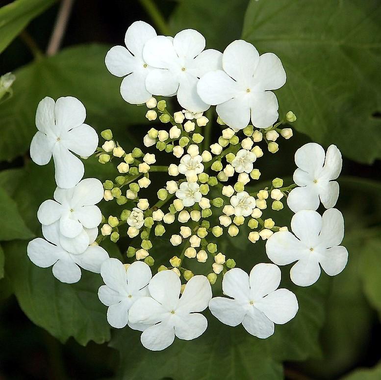 Viburnum opulus var. americanum ~ Highbush Cranberry