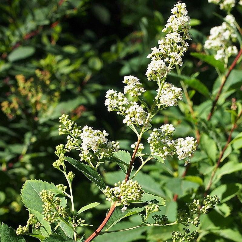 Spiraea alba ~ Meadowsweet