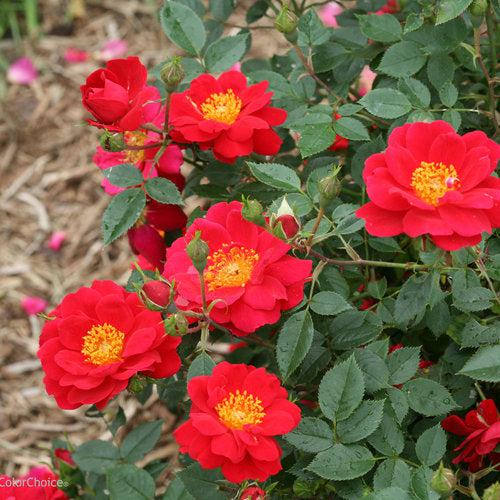 Rosa x 'ChewPatout' ~ Oso Easy® Urban Legend® Rose