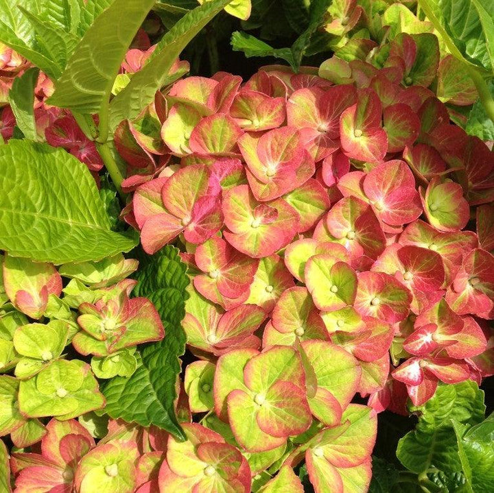 Hydrangea macrophylla 'QUFU' PP26426 ~ Tilt-A-Swirl® Hydrangea