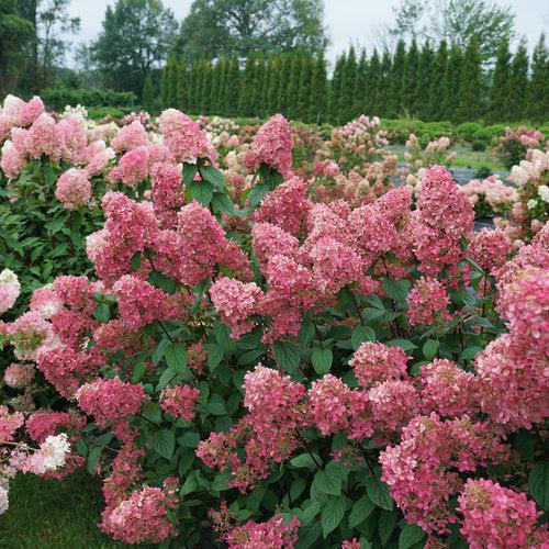 Hydrangea 'Fire Light'