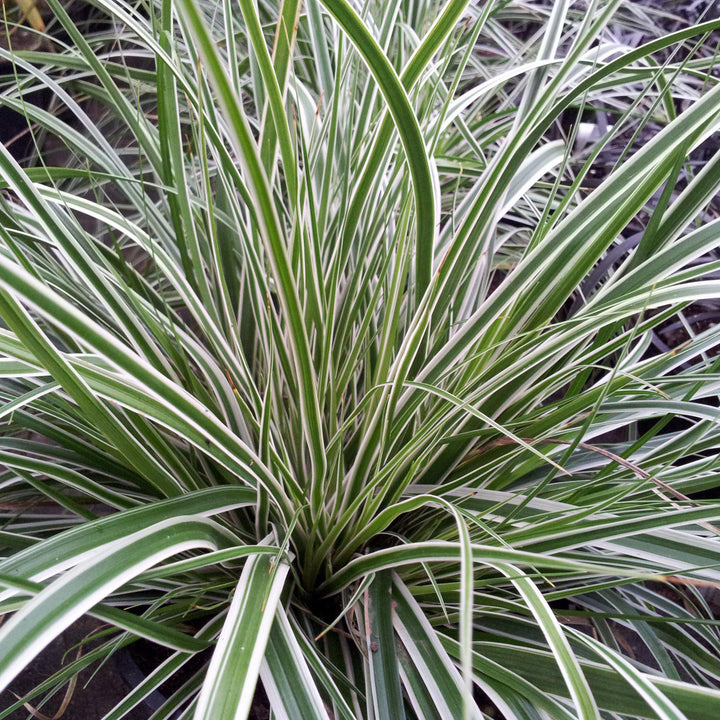 Carex oshimensis 'CarFit01' ~ Evercolor® Everest Variegated Sedge