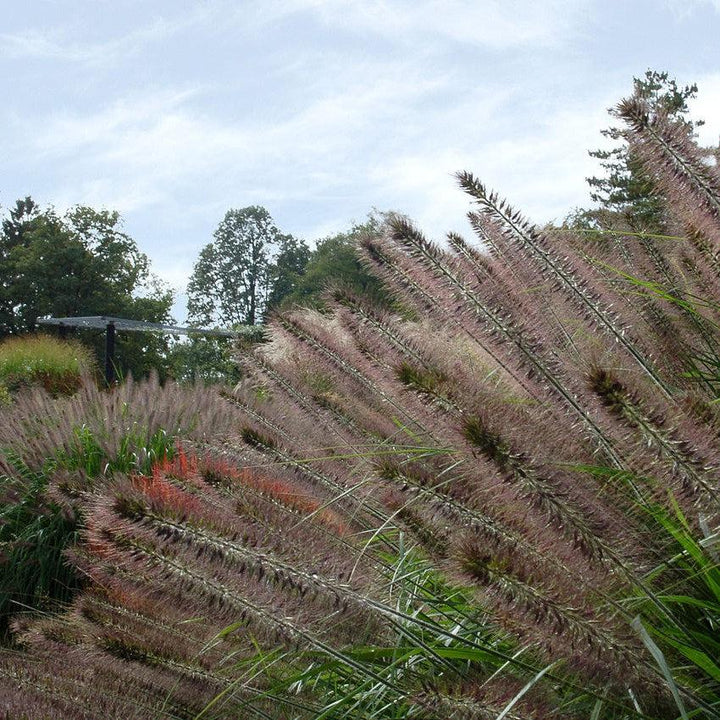 Pennisetum alopecuroides 'Ginger Love' ~ Ginger Love Fountain Grass