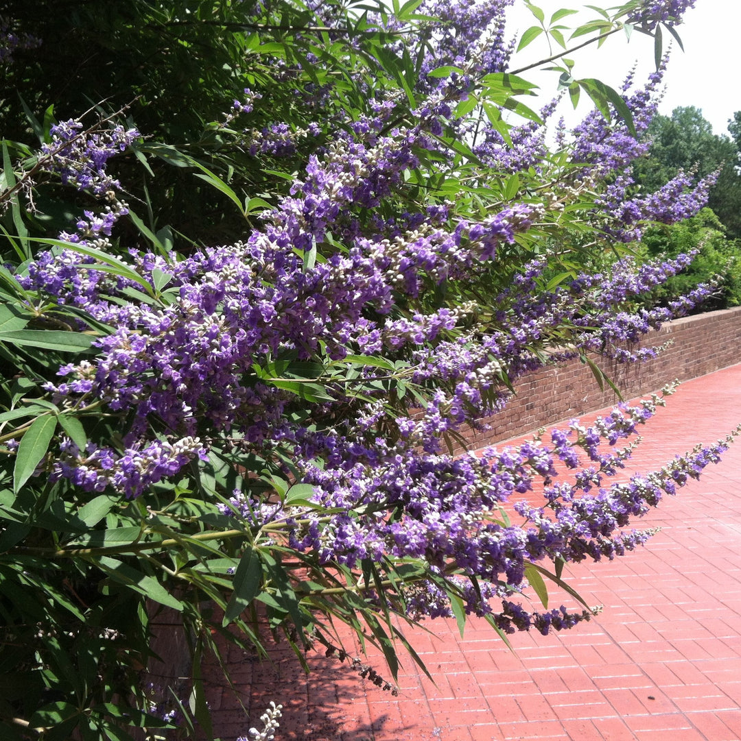 Vitex agnus-castus 'Shoal Creek’ ~ Shoal Creek Chaste Tree