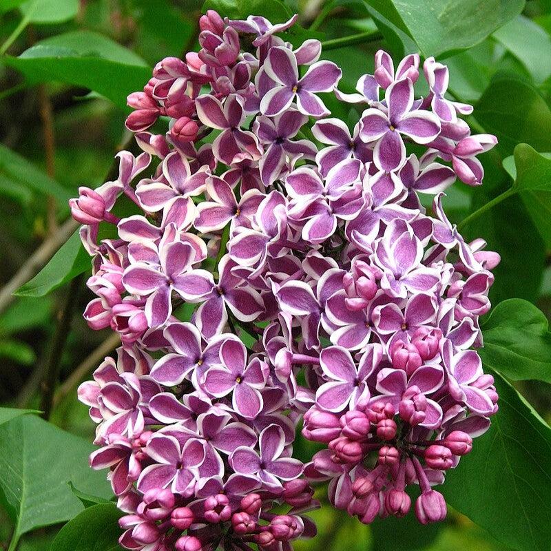 Syringa vulgaris 'Sensation' ~ Sensation Lilac