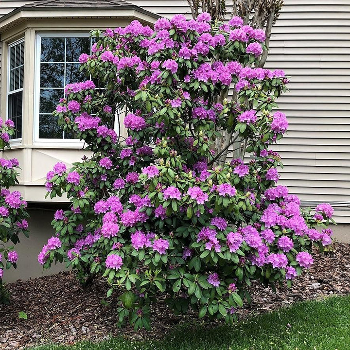 Rhododendron 'English Roseum' ~ English Roseum Rhododendron