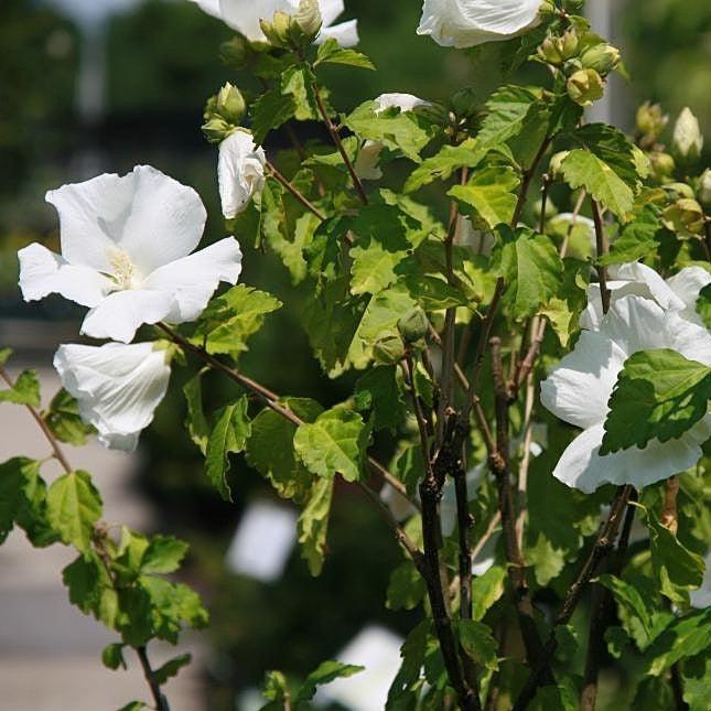 Hibiscus syriacus 'Diana' ~ Diana Hibiscus