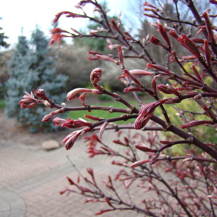 Acer palmatum 'Twombly's Red Sentinel' ~ Twombly's Japanese Maple