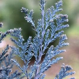 Chamaecyparis lawsoniana ‘Blue Surprise’ ~ Blue Surprise Cypress