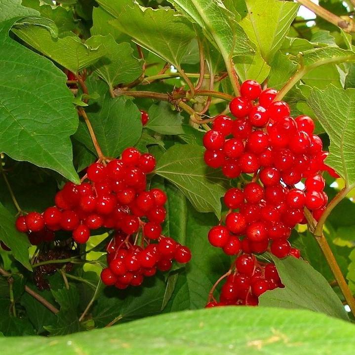 Viburnum opulus var. americanum ~ Highbush Cranberry