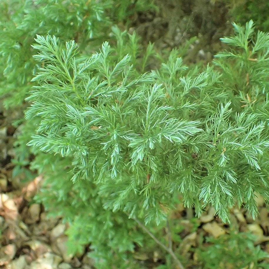 Chamaecyparis pisifera 'Boulevard' ~ Boulevard Cypress