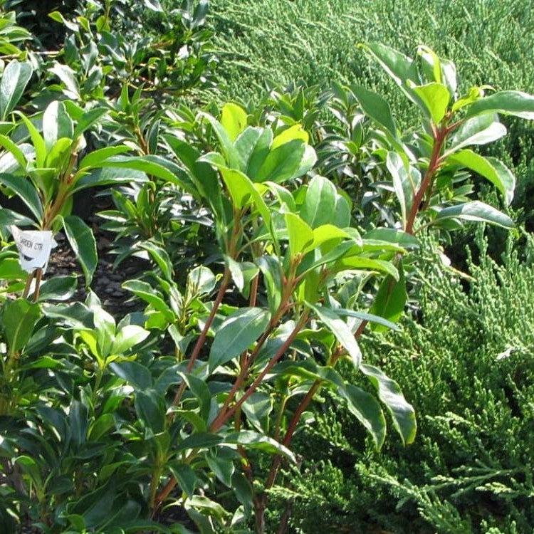 Kalmia latifolia 'Olympic Fire' ~ Olympic Fire Mountain Laurel