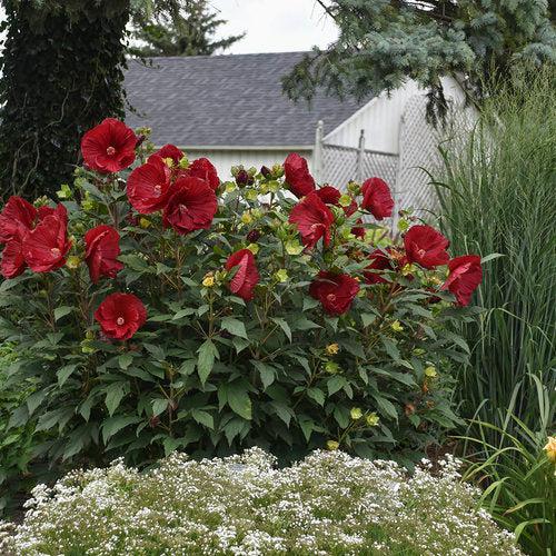 Hibiscus 'Cranberry Crush' ~ Summerific® Cranberry Crush Hibiscus