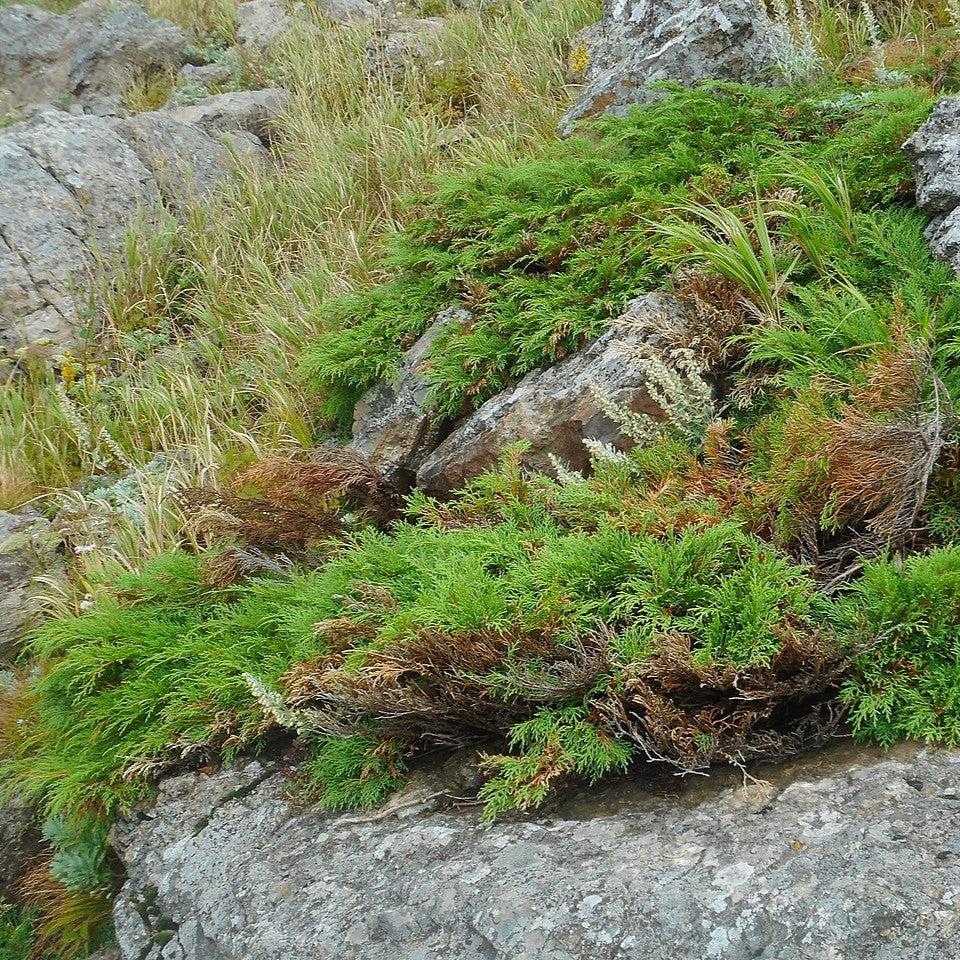 Microbiota decussata ~ Siberian Cypress, Siberian Carpet Cypress