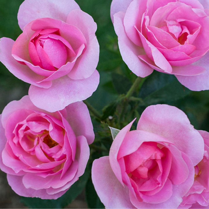 Rosa 'Radgor' ~ Knock Out® Peachy Rose