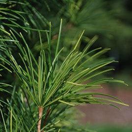 Sciadopitys verticillata 'Joe Kozey' ~ Joe Kozey Umbrella Pine