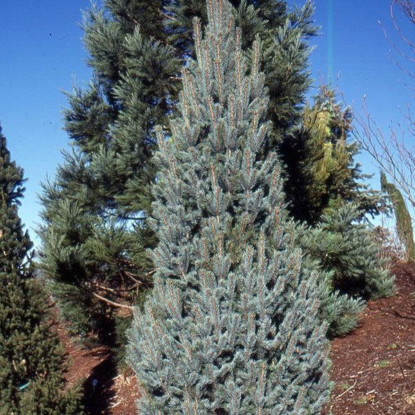 Picea pungens 'Fastigiata' ~ Columnar Colorado Blue Spruce