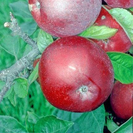 Malus 'Empire' ~ Empire Apple