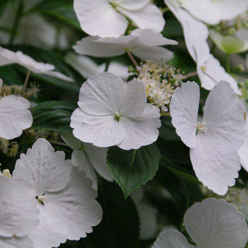 Hydrangea x ‘Fairytrail Bride' ~ Fairytrail Bride® Cascade Hydrangea