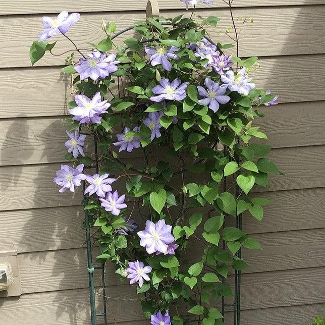 Clematis sp. ~ Clematis