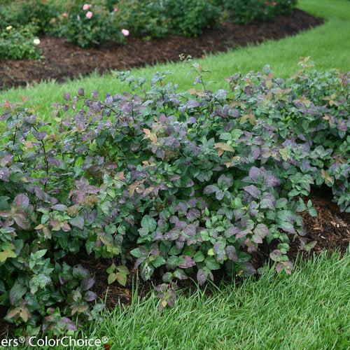 Spiraea x 'SMSMBK' ~ Double Play® Blue Kazoo Spirea