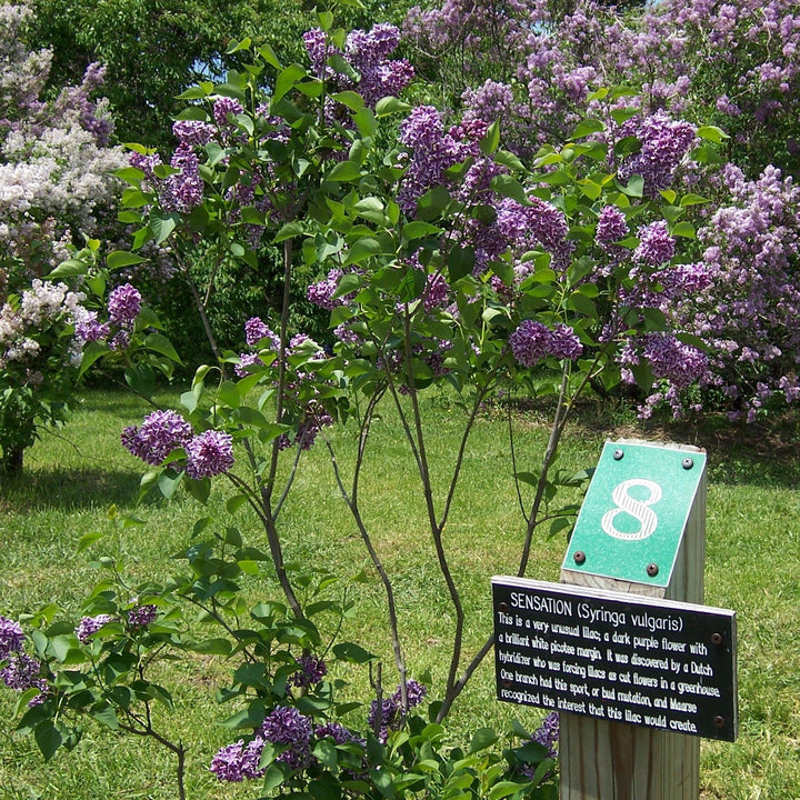 Syringa vulgaris 'Sensation' ~ Sensation Lilac