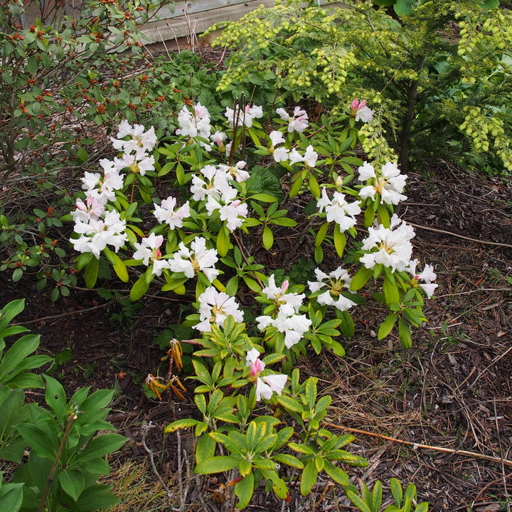 Rhododendron yakushimanum 'Yaku Princess' ~ Yaku Princess Rhododendron