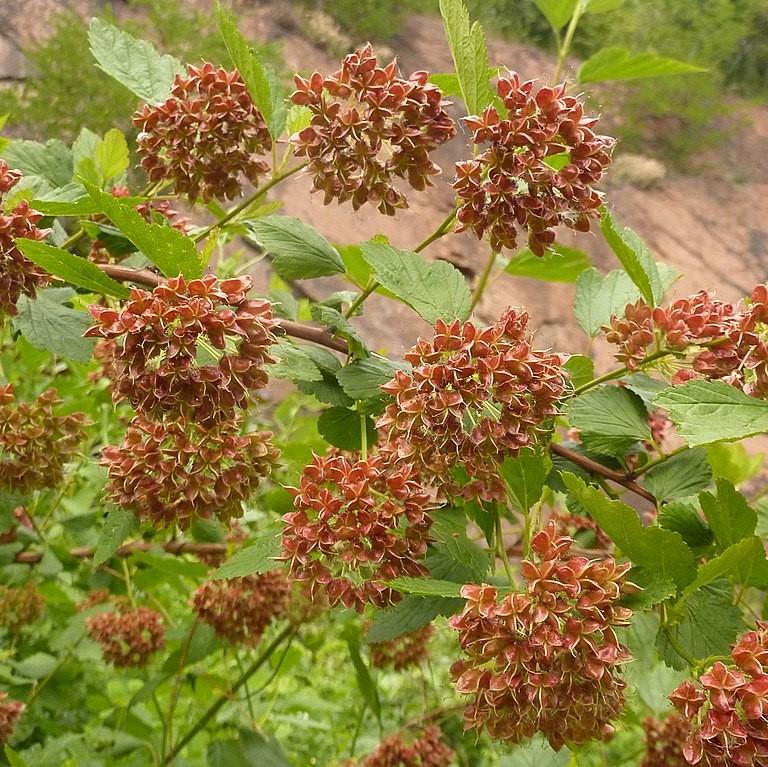 Physocarpus opulifolius ~ Atlantic Ninebark