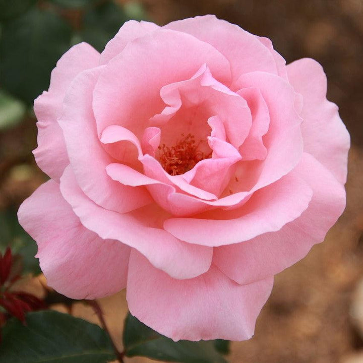 Rosa 'Queen Elizabeth' ~ Queen Elizabeth™ Grandiflora Rose