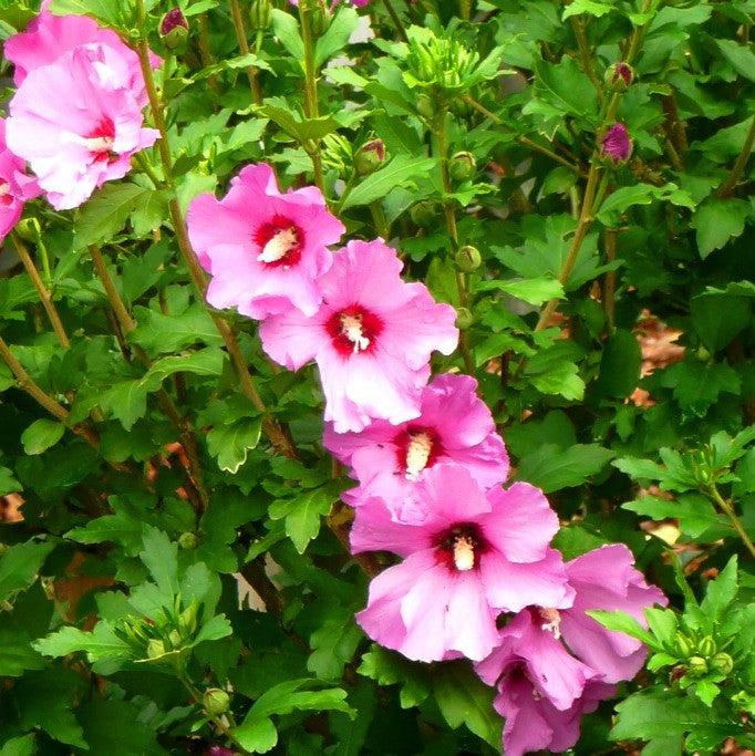 Hibiscus syriacus 'Aphrodite' ~ Aphrodite Rose of Sharon