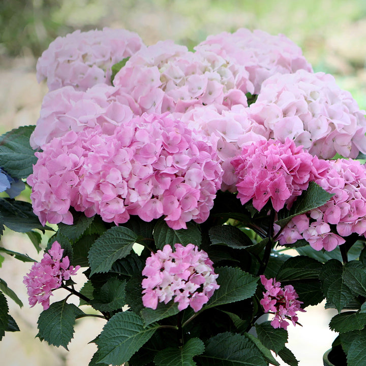 Hydrangea macrophylla 'Hortmoc' ~ Everlasting® Ocean Hydrangea