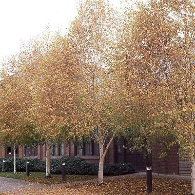 Betula jacquemontii ~ Himalayan Birch