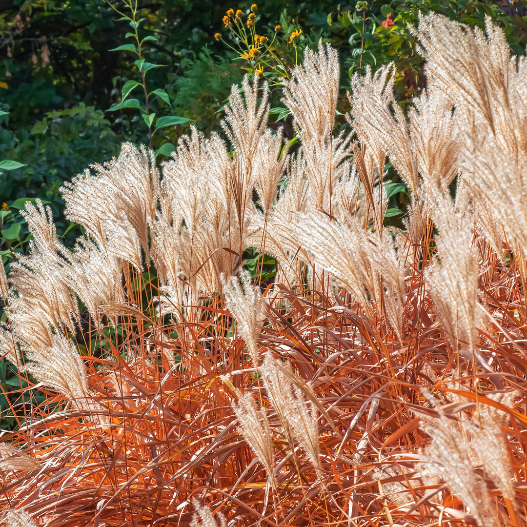 Miscanthus sinensis 'Huron Sunrise' ~ Huron Sunrise Maiden Grass