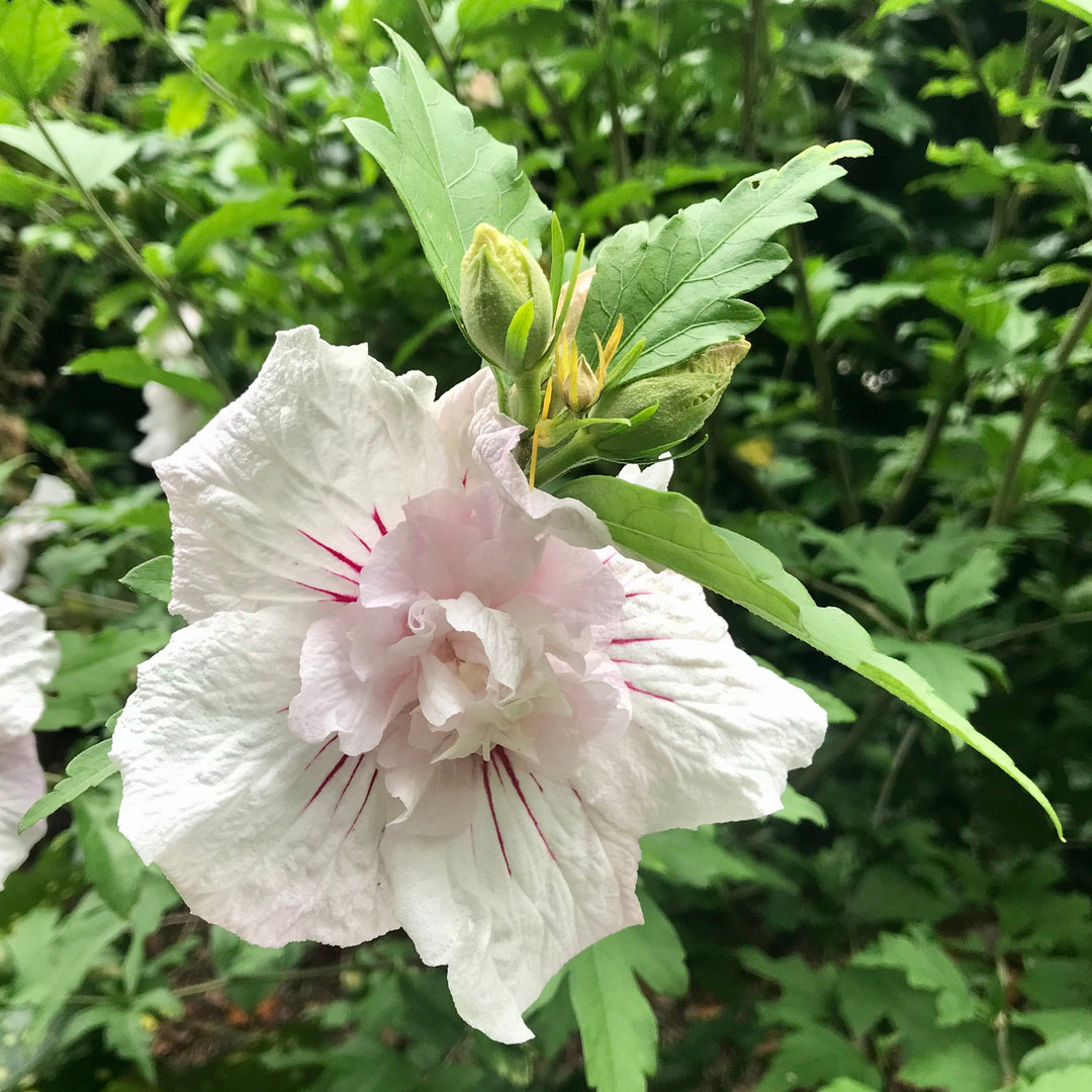 Hibiscus syriacus 'Minspot' ~ Fiji™ Hibiscus