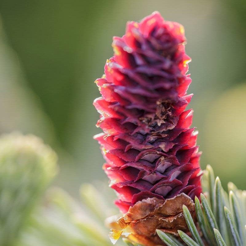 Picea abies 'Paul’s Select' ~ Paul’s Select Spruce