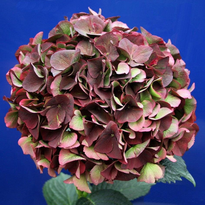 Hydrangea 'Magical Ruby Red'