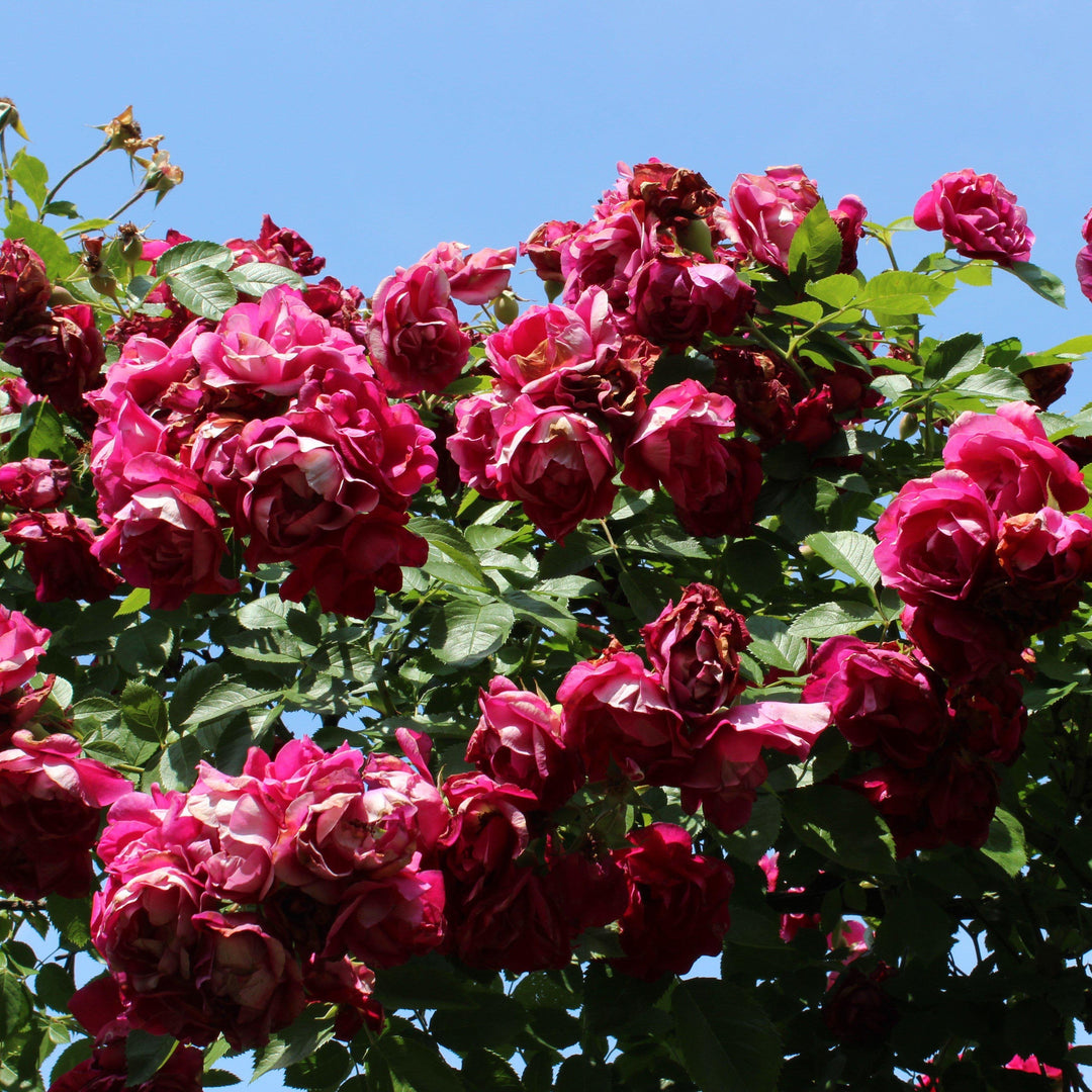 Rosa 'Blaze' ~ Blaze Climbing Rose