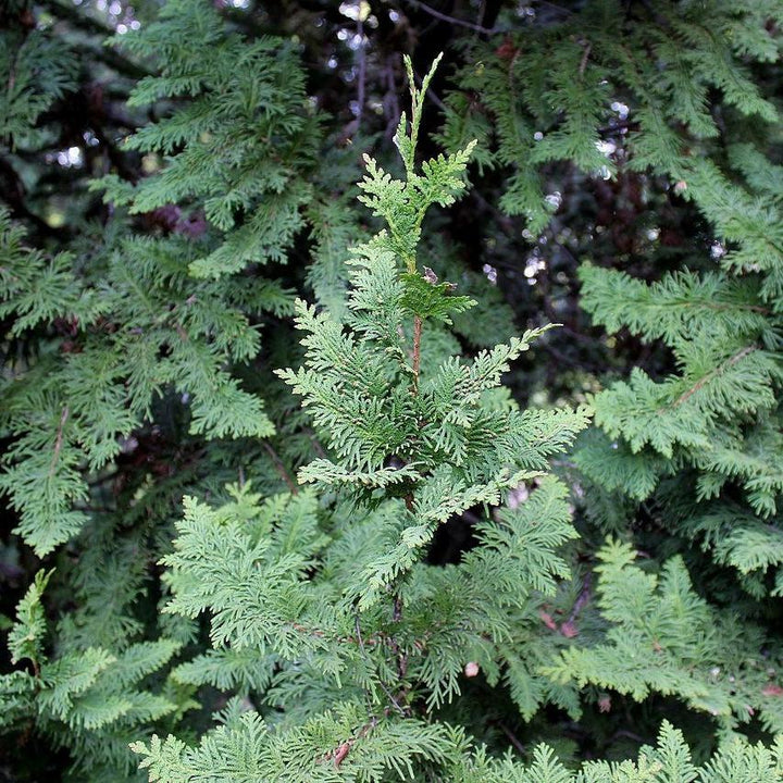 Thuja occidentalis 'Spiralis' ~ Spiralis Arborvitae