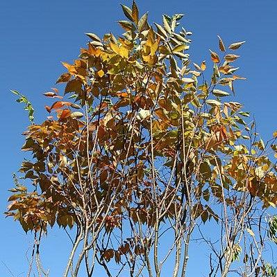 Zelkova serrata ‘Village Green’ ~ Village Green Zelkova