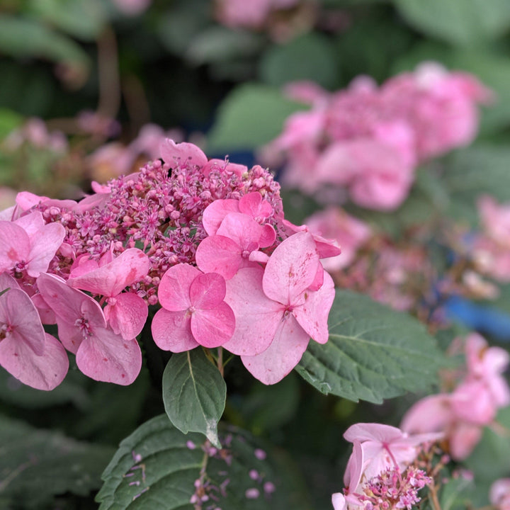 Hydrangea 'Twist N Shout'