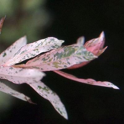 Dappled Willow