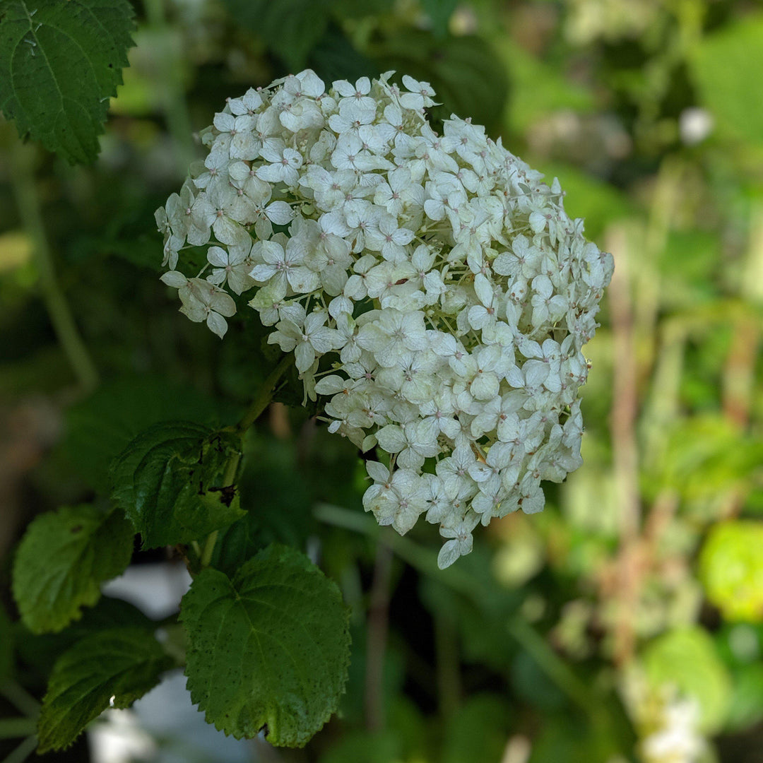 Hydrangea 'Invincibelle Wee White'